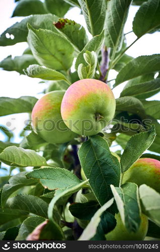 Ripe apples on a branch. Close-up view