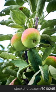 Ripe apples on a branch. Close-up view
