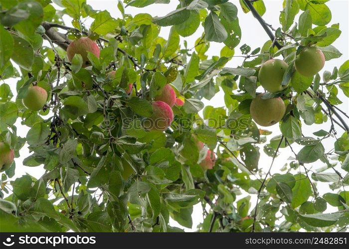 ripe apples on a tree branch against the sky. ripe apples on a branch