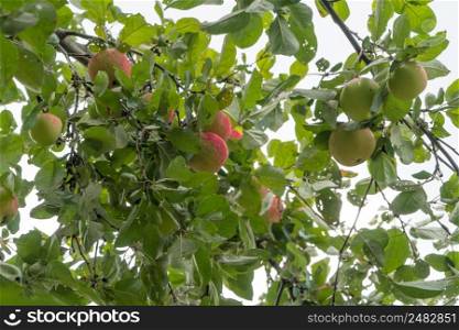 ripe apples on a tree branch against the sky. ripe apples on a branch