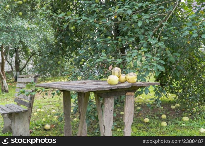 ripe apples on the ground and on the table in the garden. apples in the garden