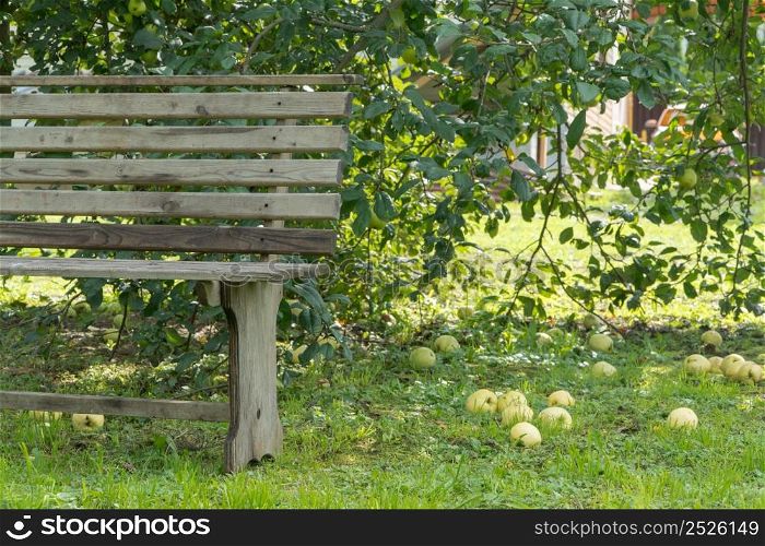 ripe apples on the ground in the garden with bench. apples on the ground in the garden