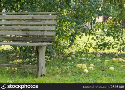 ripe apples on the ground in the garden with bench. apples on the ground in the garden