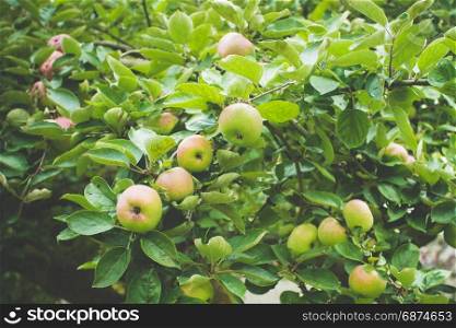 Ripe apples on the tree. apple tree branch