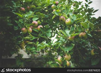 Ripe apples on the tree. apple tree branch