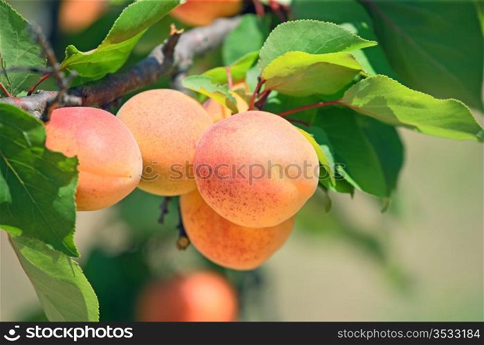 Ripe apricot on a tree branch.Horizontal image.