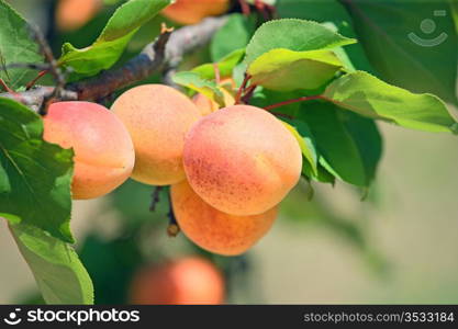 Ripe apricot on a tree branch.Horizontal image.