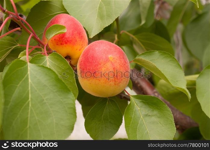Ripe apricots on the tree&rsquo;s branch