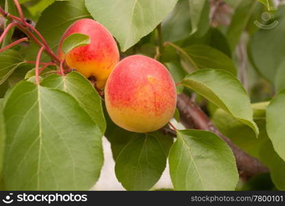 Ripe apricots on the tree&rsquo;s branch