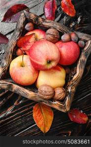 ripe autumn apples. autumn harvest of apples and abscissed an autumn foliage
