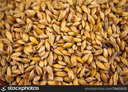 Ripe barley grains. Macro background. Grain texture. . Ripe barley grains. Grain texture.
