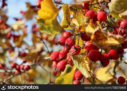 Ripe berries, haws, on Hawthorn also called called thornapple, May-tree, whitethorn, or hawberry, Crataegus monogyna berries in Autumn .. Ripe berries, haws, on Hawthorn also called called thornapple, May-tree, whitethorn, or hawberry, Crataegus monogyna berries in Autumn