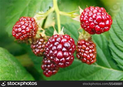 Ripe berries in the garden