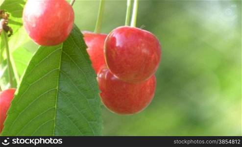 Ripe berries of sweet cherry hang on tree.