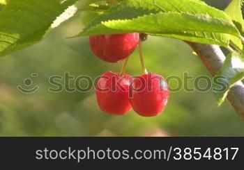 Ripe berries of sweet cherry hang on tree.