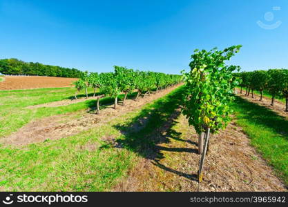 Ripe Black Grapes in the Autumn in France