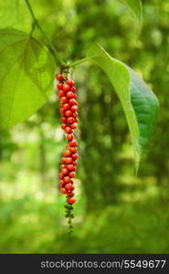 Ripe black pepper on the tree, species plantation