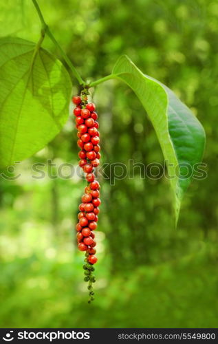 Ripe black pepper on the tree, species plantation