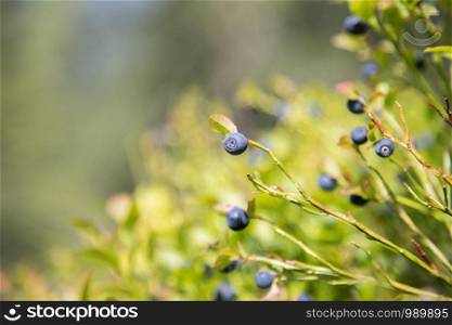 Ripe blue blueberries on a bush, forest