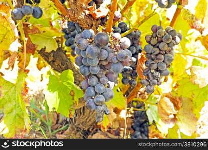Ripe blue grapes on a tree in a vineyard in Portugal