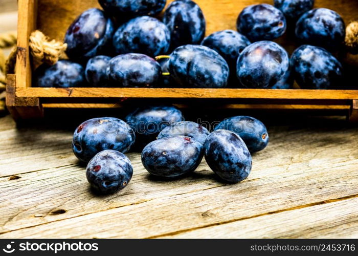 Ripe blue plums in a wooden crate in a rustic composition.. Ripe blue plums in a wooden crate in a rustic composition.