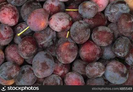 Ripe blue plums with water drops close-up. Fruit background.