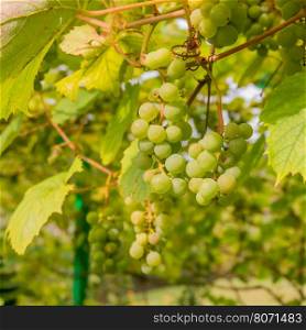 Ripe Bunche of White Wine Grapes. Grape. Grape harvest. Grape pattern. Grape background. Green grape. White grapes