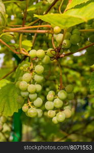 Ripe Bunche of White Wine Grapes. Grape. Grape harvest. Grape pattern. Grape background. Green grape. White grapes