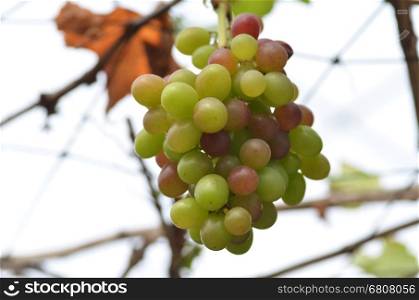 Ripe bunche of wine grapes on vine