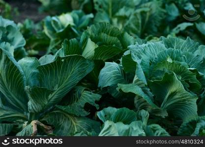 ripe cabbage
