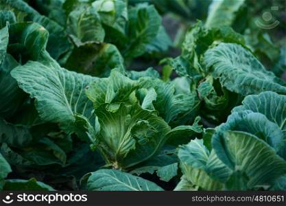 ripe cabbage