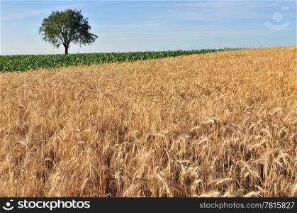 Ripe cereal field with tree and sky behind