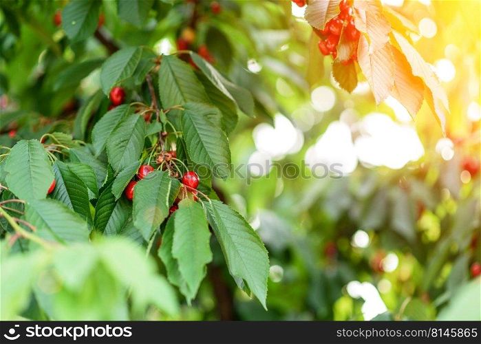 Ripe cherries hanging from a cherry tree branch. Stella cherry tree with ripe dark red cherries hanging on tree branch. Red and sweet cherries on a branch just before harvest in early summer
