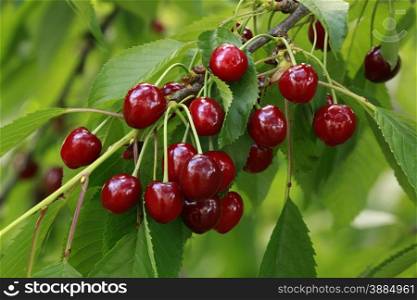 Ripe Cherry on the Branch