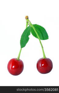 ripe cherry on white background