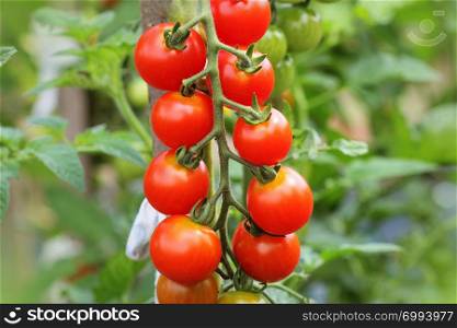 Ripe cherry organic tomatoes in garden ready to harvest .. Ripe cherry organic tomatoes in garden ready to harvest