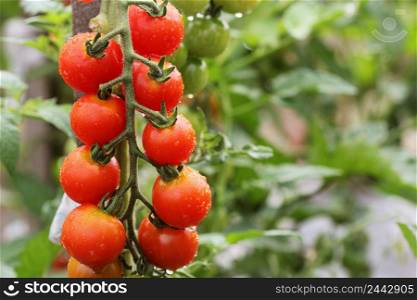 Ripe cherry organic tomatoes in garden ready to harvest with water drops .. Ripe cherry organic tomatoes in garden ready to harvest with water drops