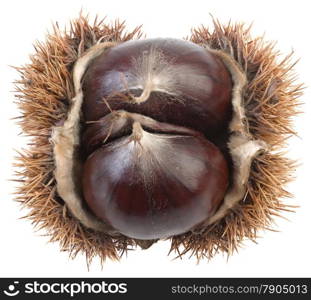 Ripe Chestnut Isolated on White Background