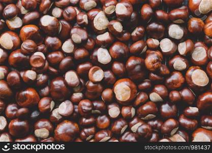 Ripe chestnuts close up. Raw Chestnuts for Christmas. Fresh sweet chestnut. Castanea sativa top wiew. Food autumn background.. Ripe chestnuts close up. Raw Chestnuts for Christmas. Fresh sweet chestnut. top wiew. Food autumn background.
