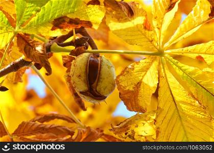 ripe chestnuts on a chestnut tree in october