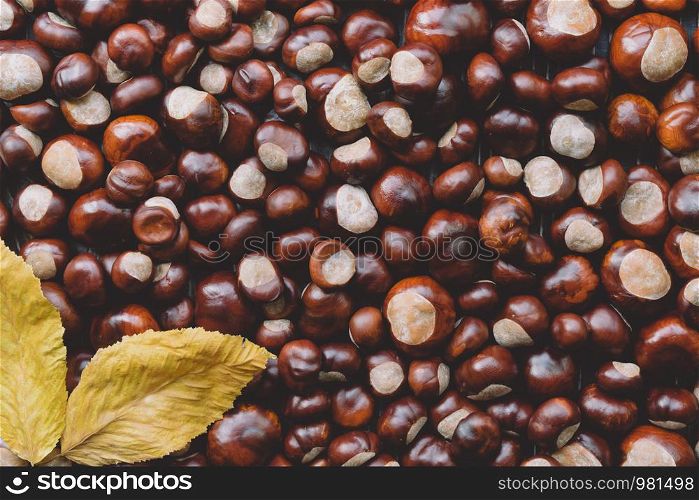 Ripe chestnuts with yellow leaves close up. Raw Chestnuts for Christmas. Fresh sweet chestnut. Castanea sativa top wiew. Food autumn background.. Ripe chestnuts with yellow leaves close up. Raw Chestnuts for Christmas. Fresh sweet chestnut. top wiew. Food autumn background.