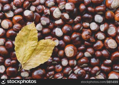 Ripe chestnuts with yellow leaves close up. Raw Chestnuts for Christmas. Fresh sweet chestnut. Castanea sativa top wiew. Food autumn background.. Ripe chestnuts with yellow leaves close up. Raw Chestnuts for Christmas. Fresh sweet chestnut. top wiew. Food autumn background.