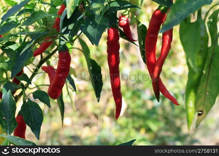 ripe chili peppers hang on a plant outddor