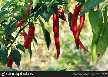 ripe chili peppers hang on a plant outddor