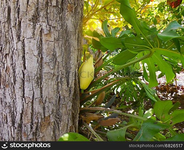 Ripe Cocoa Pod Hanging On Tree In Plantation Garden