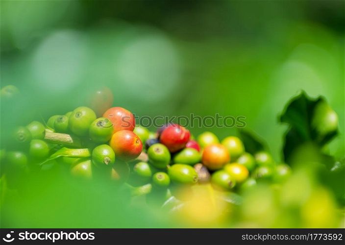 Ripe coffee Fruit on the tree species on a Soft focus.. Fruit coffee