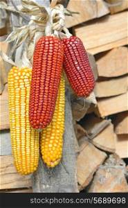 ripe corn cobs hanging. yellow and red