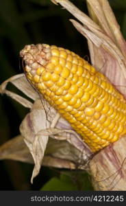 ripe corn. Corn