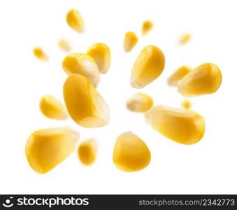 Ripe corn grains levitate on a white background.. Ripe corn grains levitate on a white background