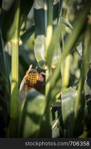 Ripe corn head on a field, cultivation, agriculture